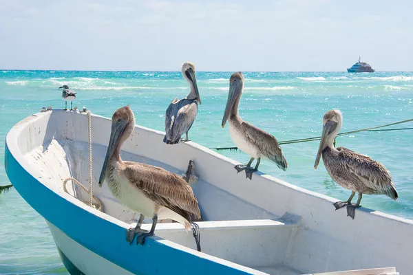 Pelikaner på playa del carmen, Mexiko — Stockfoto