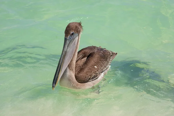 Pelikan schwimmt im grünen Wasser — Stockfoto