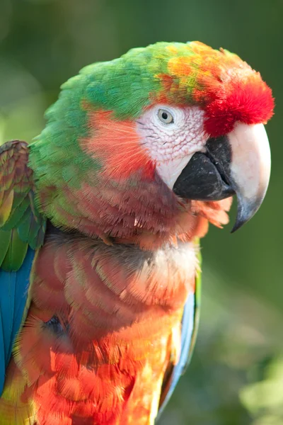 Potret Macaw Scarlet — Stok Foto
