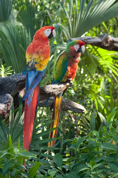 Scarlet Macaw Parrots — Stock Photo, Image