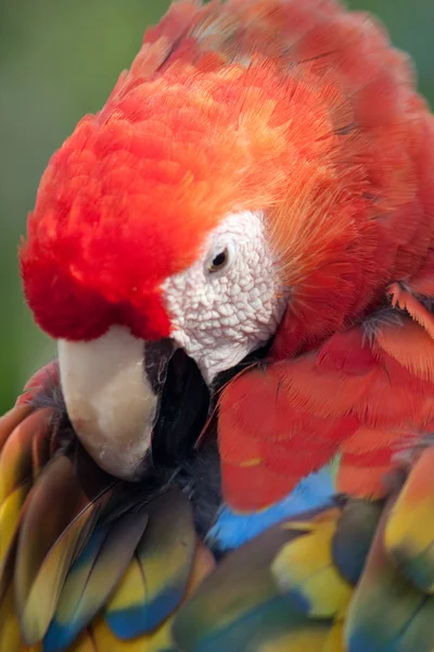 Escarlate macaw grooming seu penas — Fotografia de Stock