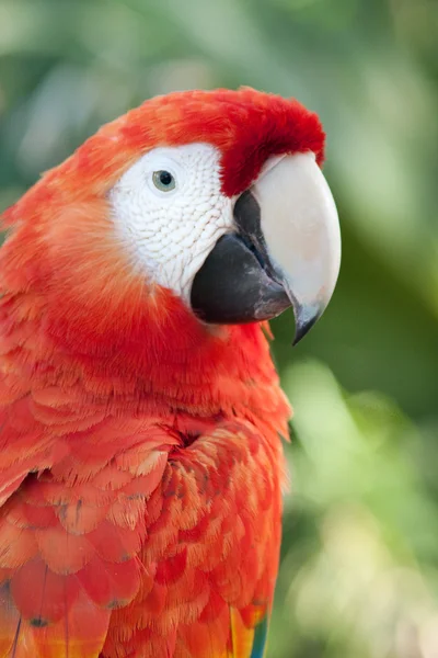 Червоний ара папуга — стокове фото
