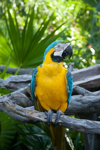 Macaw biru-dan-emas — Stok Foto
