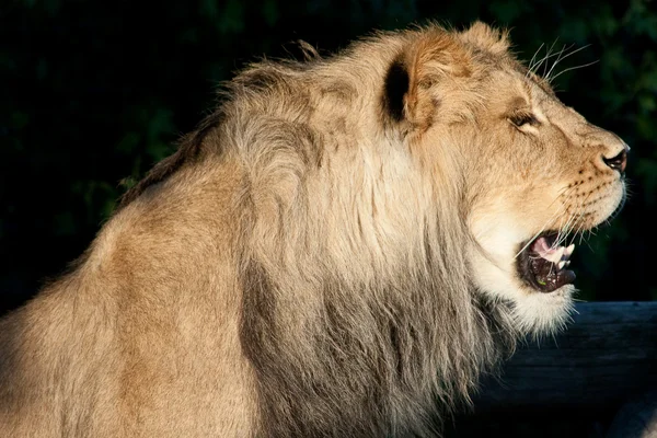 Profil de lion — Photo