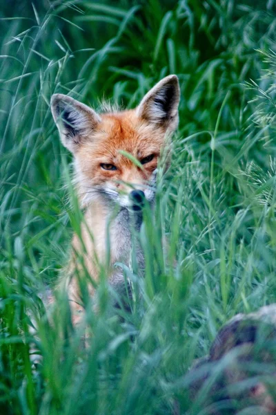 stock image Fox in Grass