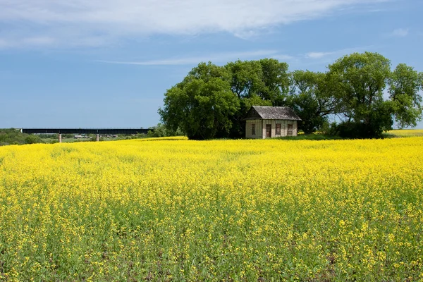 Canola Field with Old Farm House — Stock Photo, Image