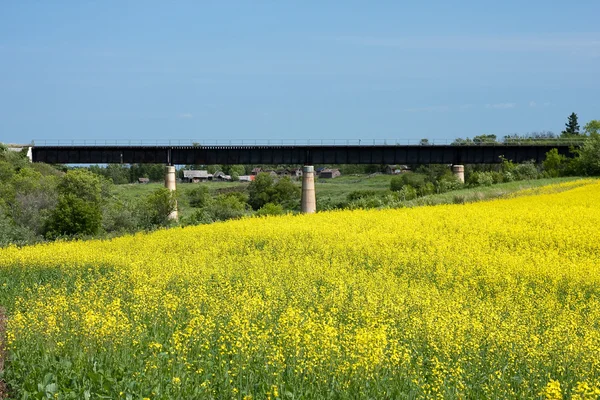 Rapsfeld und Eisenbahnbrücke — Stockfoto