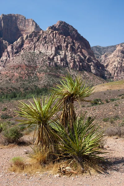 Joschua-Baum an der roten Felsschlucht in Nevada. — Stockfoto