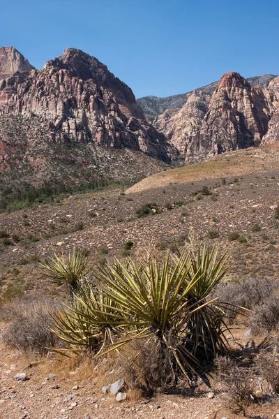 Joschua-Baum an der roten Felsschlucht in Nevada. — Stockfoto