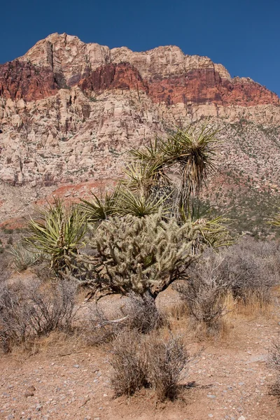 Дерево Джошуа в каньоне Ред Рок в Неваде . — стоковое фото
