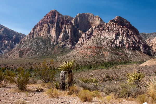Un cactus surplombant le canyon Red Rock au Nevada . — Photo