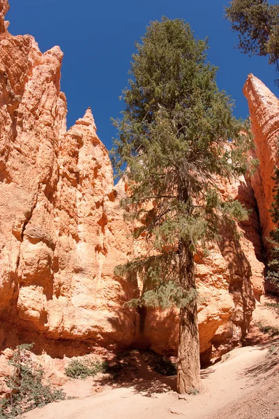 Αειθαλής treel σε bryce canyon — Φωτογραφία Αρχείου