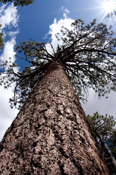 Mirando hacia arriba a un árbol perenne — Foto de Stock