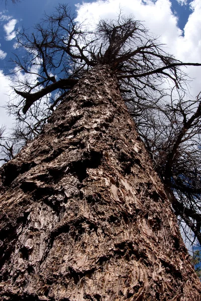 Mirando hacia arriba a un árbol perenne — Foto de Stock