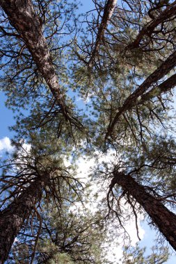 Looking Up at the Trees in the Forest clipart