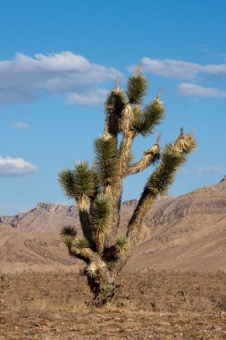 Joshua Tree clipart