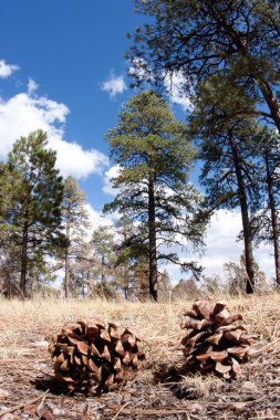 Pine cones on the forest floor. clipart