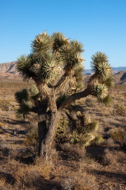 Sunny Afternoon in Joshua Tree Park in Northern Nevada. clipart