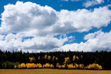 Fall Colors at the Grand Canyon North Rim clipart