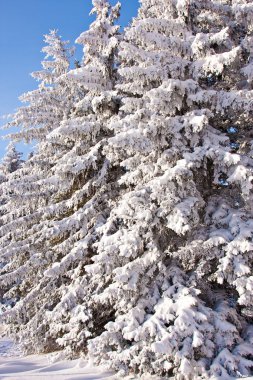 Evergreen Ağaçları Karla Kaplandı