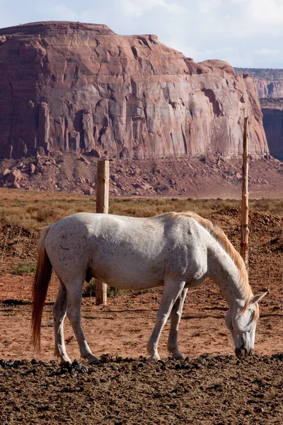 Кінь в Monument Valley — стокове фото