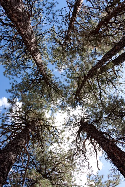 Kijken op de bomen in het forest — Stockfoto