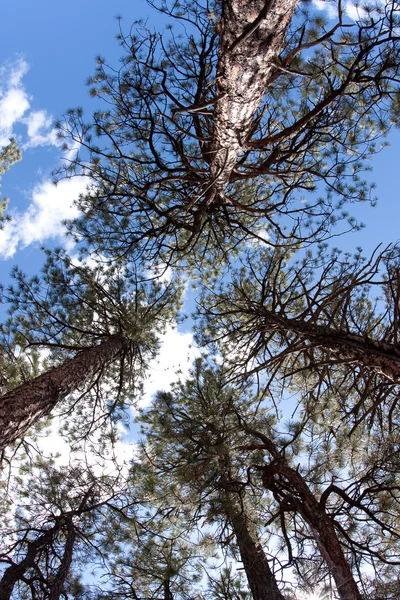 Tittar upp på träden i skogen — Stockfoto