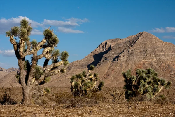 Tarde soleada en Joshua Tree Park en el norte de Nevada . —  Fotos de Stock