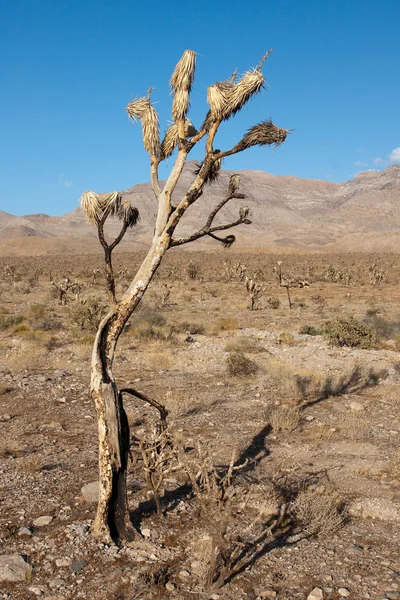 Verbrannter Joschua-Baum in der amerikanischen Wüste — Stockfoto