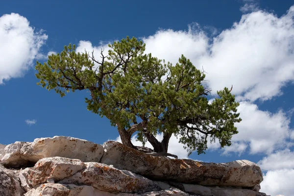 Дерево растет на каменном ярусе — стоковое фото