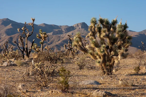 Tarde ensolarada em Joshua Tree Park no norte de Nevada . — Fotografia de Stock