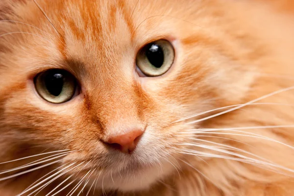 stock image Adorable Orange Kitty cat posing for the Camera