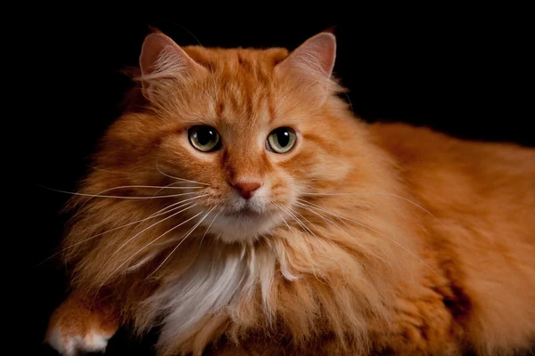 Adorable Orange Kitty cat posing for the Camera — Stock Photo, Image