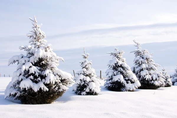 겨울에 상록 나무의 행 — 스톡 사진