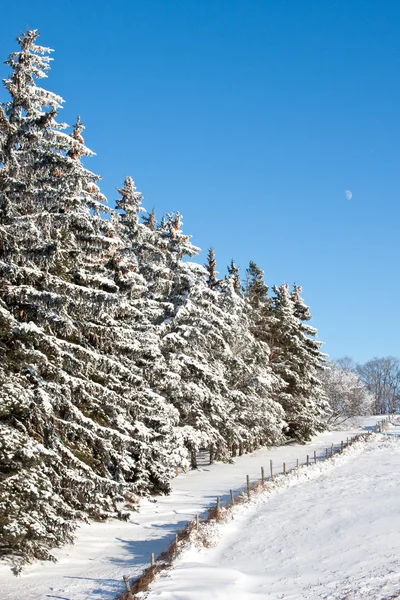 stock image Evergreen Trees along a fence in Winter