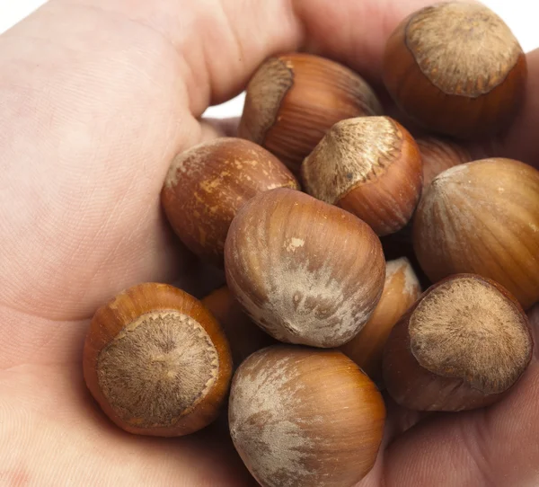 Hazelnuts Handful Hand White Background — Stock Photo, Image