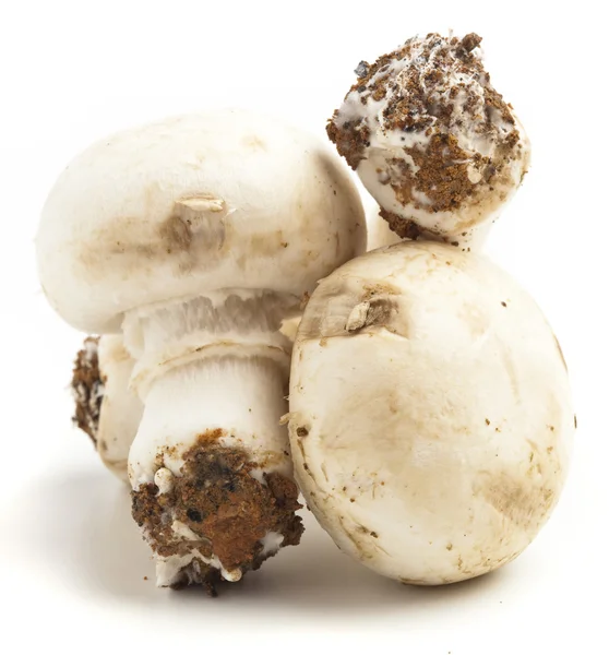 Pilha Cogumelos Isolado Fundo Branco — Fotografia de Stock