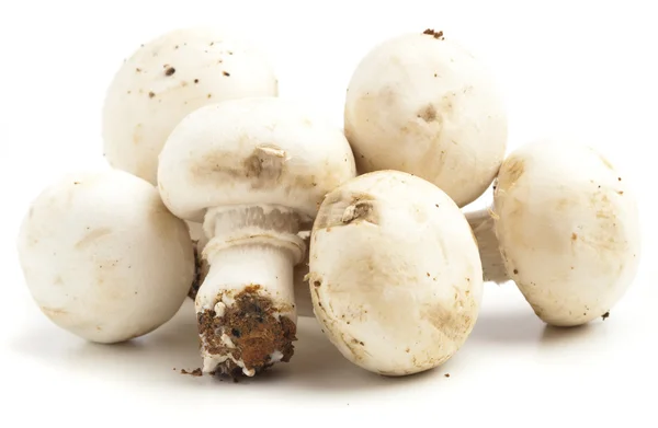 Mushroom Pile Isolated White Background — Stock Photo, Image