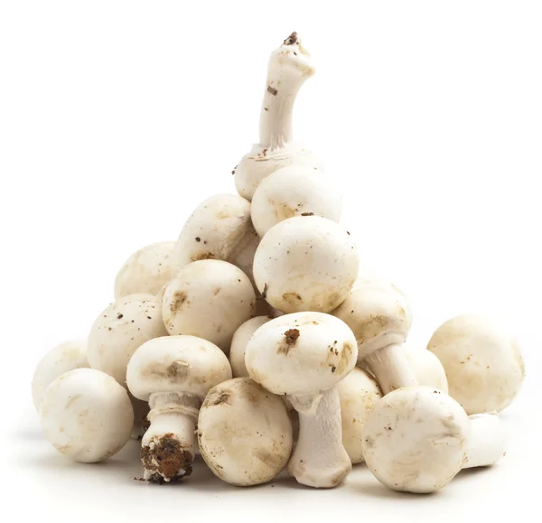 Mucchio Funghi Isolato Uno Sfondo Bianco — Foto Stock