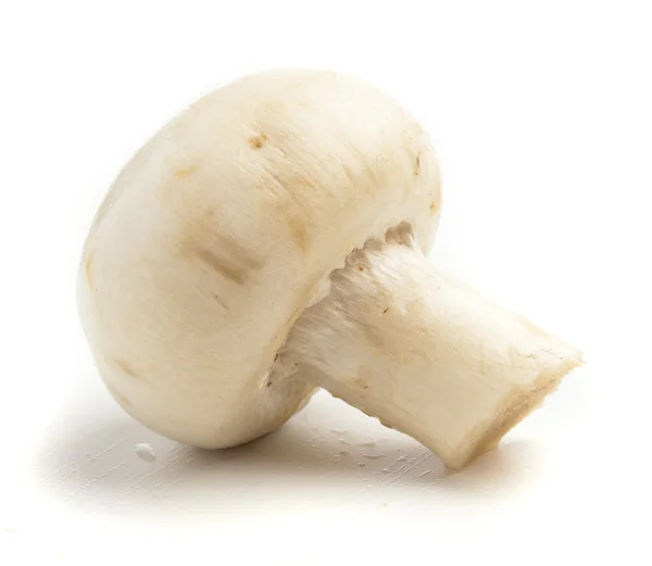 Cogumelo único — Fotografia de Stock