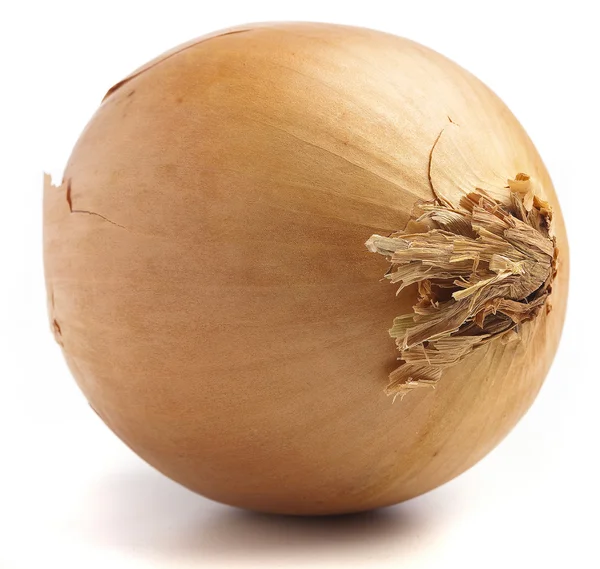 Ripe Onion Isolated White Background — Stock Photo, Image
