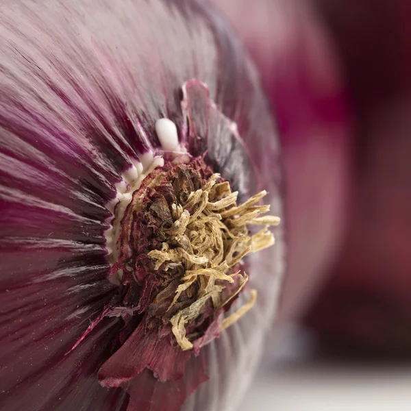 Cebuli fioletowy — Zdjęcie stockowe