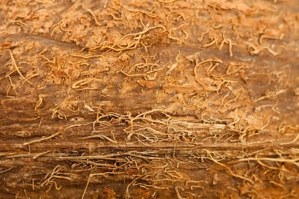 Textura de coco — Fotografia de Stock