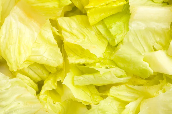 Closeup Lettuce — Stock Photo, Image