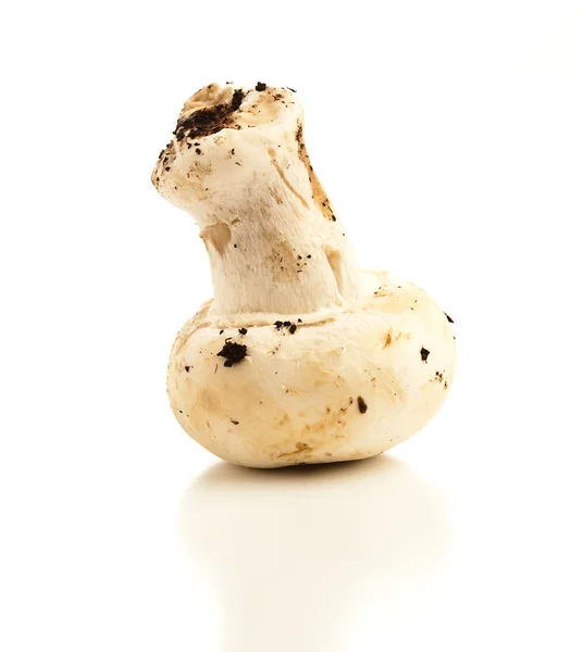 배경에 고립된 버섯들 — 스톡 사진