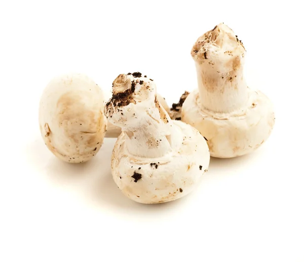 배경에 고립된 버섯들 — 스톡 사진