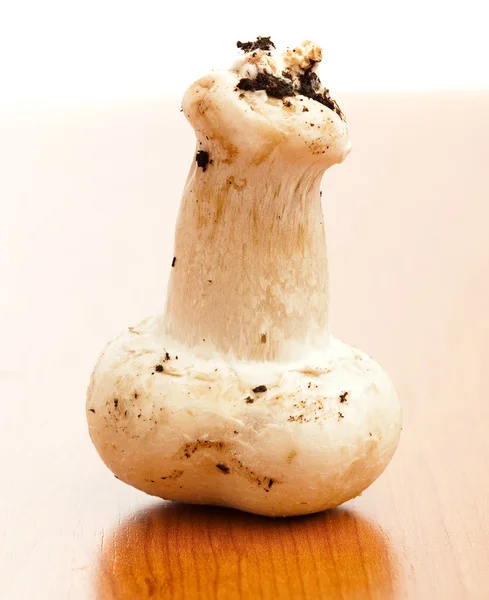 Cogumelo Mesa — Fotografia de Stock