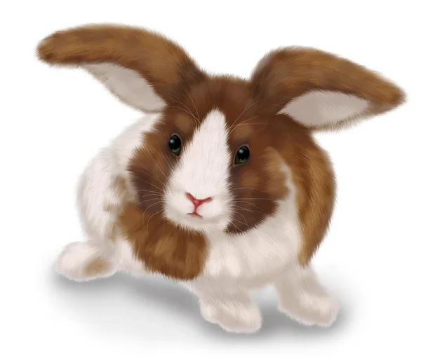 Ritade kanin — Stockfoto