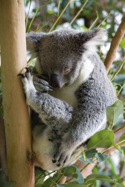 Uyuyan koala