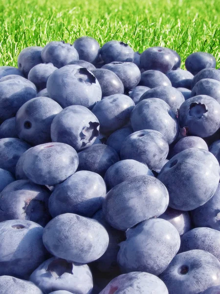 Bluberries on green grass — Stock Photo, Image